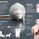 leptospirosis